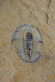 Cedaria minor with preserved gut, 12 mm, Weeks Formation, M-U Cambrian, Utah, USA.