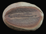 Mazon Creek Mayomyzon pieckoensis a 45 mm complete lamprey.