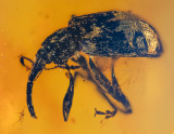 weevil (Coleoptera, Curculionoidea) in burmite amber.