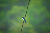 Blue and white kingfisher, Weda