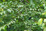 Black sunbird, Weda