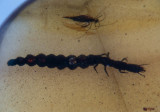 snakefly larva 