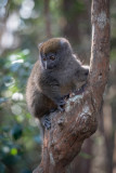 Bamboo lemur, Andasibe