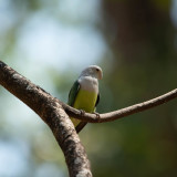 Grey-headed lovebird, Ankarafantsika