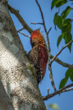 Banded red woodpecker 