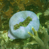 Magnificent anemone, North Reef, Pulau Tangah