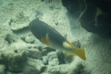 Anchor tuskfish, North Reef, Pulau Tangah
