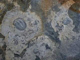 Balang Biota