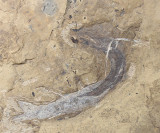 Carboniferous Vertebrates