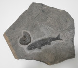 Marl Slate nautilid, 45 mm,Peripetoceras freieslebeni (Geinitz) and juvenile Palaeoniscum, Co. Durham, UK