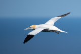 Gannet at Bempton Cliffs