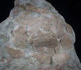 Volchovia volborthi (Ophiocistioidea), Kunda Horiz, Darriwilian, Lower Ordovician, Lava River, E of St Petersburg region, Russia