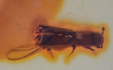 Platypodid with nematodes