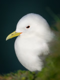 Bempton kittiwake