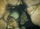 Longfin grouper, North Reef, Pulau Tangah