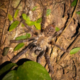 Danum Valley Everetts tiger tarantula
