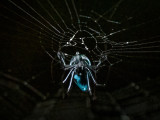 A very unusual metallic blue spider sen at Sukau on the Kinabatangan, Opadometa sp. , a long-jawed orb weaver