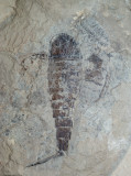 Juvenile Eurypterus tetragonophthalmus with preserved cuticle, 6 cm long.