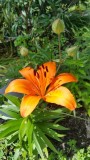 The last of our day lilies