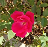 A scarlett rose blooming at Henrys Diner