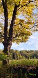 Old Maple Tree in Autumn Coating