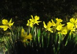 Daffodils at night