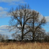 Two majestic pin oaks