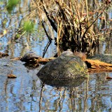 Bog Turtle Monster