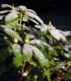 Snow on Rhododendron Bush