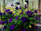 Mothers Day Hanging Flowers