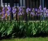 Irises on Parade