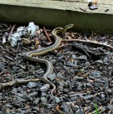 Garter Snake