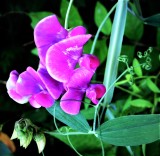 Sweet Pea Blooms -  Lathyrus odoratus