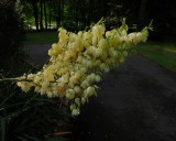 Yucca Spikes