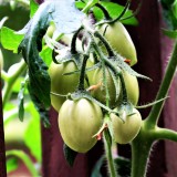 Tomatoes on the Vine