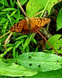 Fritillary Garden Visitor 