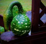 My favorite fall decoration this year - a gourd