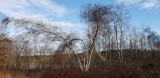 Birches in the park