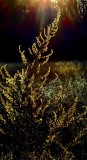 Goldenrod in mid-winter