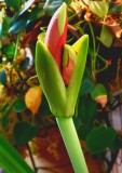 Amaryllis Blooming in January 2021