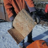 Emerald Ash Borer Damage