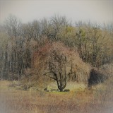 Weeping Cherry Tree in Spring Colors