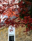 Emperor Japanese Maple in Spring