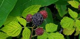 Blackberries ready for picking