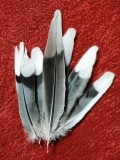 Blue Jay Feathers