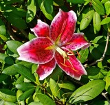 Stargazer Lily