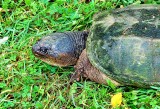 A very large, old snapping turtle - close up