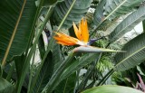 Bird of Paradise