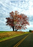 Blue Ridge Parkway - Meadow of Dan Section