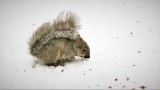 A small eastern grey squirrel